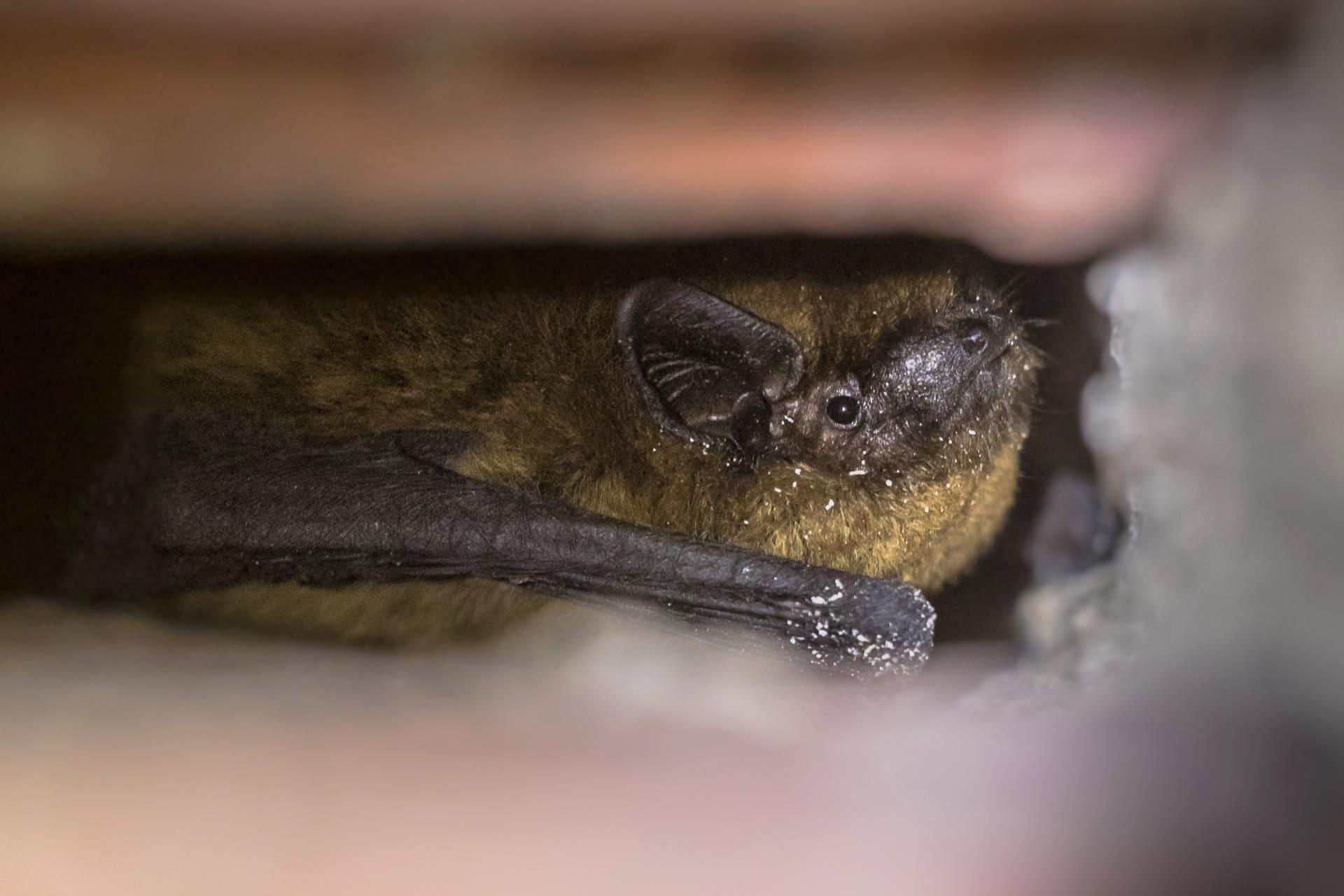 Hibernating pipistrelle bat (Pipistrellus pipistrellus) in wall cavity of house