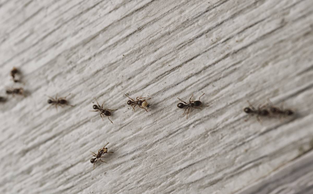 A line of black ants crawl across the floor of a home carrying food back to their colony
