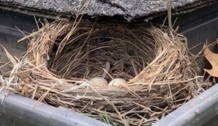 an empty bird nest sits inside of a rooftop rain gutter, blocking the flow of water